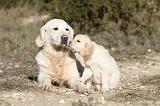 GOLDEN RETRIEVER 506